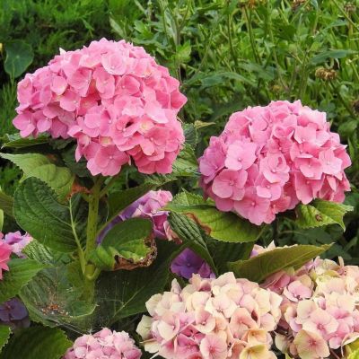Гортензия крупнолистная Пинк Сенсейшн Гортензия крупнолистная Пинк Сенсейшн - Dolina-Sad.Ru