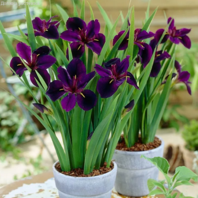 Ирис Блек Геймкок Ирис Блек Геймкок фото