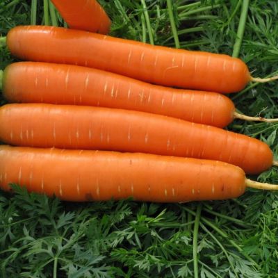 Морковь Сатурно F1(Clause/Франция) Морковь Сатурно F1(Clause/Франция) фото