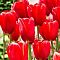 Тюльпан Скай Хай Скарлет Тюльпан Скай Хай Скарлет фото