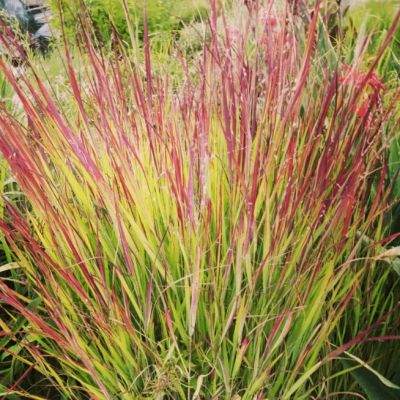 Просо прутьевидное Ротштральбуш Просо прутьевидное Ротштральбуш фото