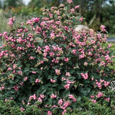 Снежноягодник доренбоза Мэджикал Пинк Карпет Снежноягодник доренбоза Мэджикал Пинк Карпет - Dolina-Sad.Ru
