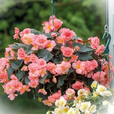 Бегония Пикоти Пастель Салмон Бегония Пикоти Пастель Салмон фото