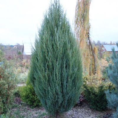 Можжевельник Блю Эрроу Можжевельник Блю Эрроу фото