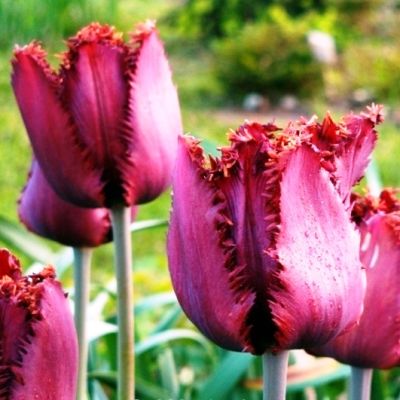 Тюльпан Блэк Джевел Тюльпан Блэк Джевел фото