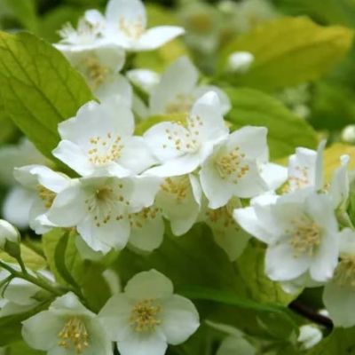 Жасмин венечный Ауреус Жасмин венечный Ауреус фото