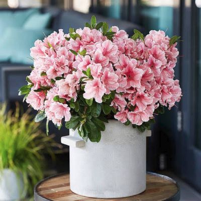 Рододендрон Санберст Рододендрон Санберст - Dolina-Sad.Ru