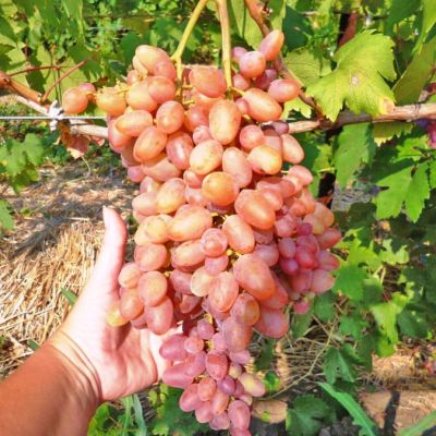 Виноград Кишмиш Находка фото