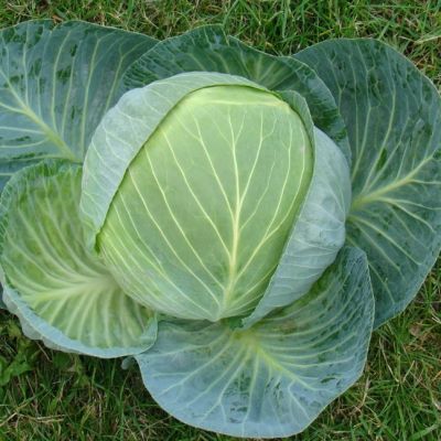 Капуста Белокочанная Центурион F1 (Clause/Франция) Капуста Белокочанная Центурион F1 (Clause/Франция) фото