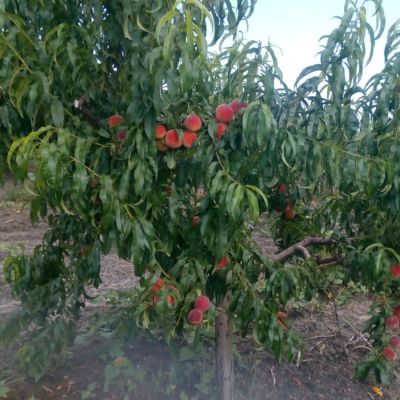 Персик Кардинал Персик Кардинал - Dolina-Sad.Ru