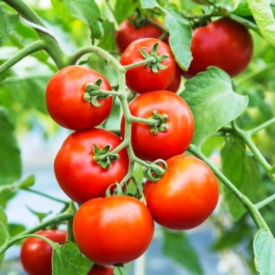 Томат Лев Толстой F1 автор. Н15 Томат Лев Толстой F1 автор. Н15 фото