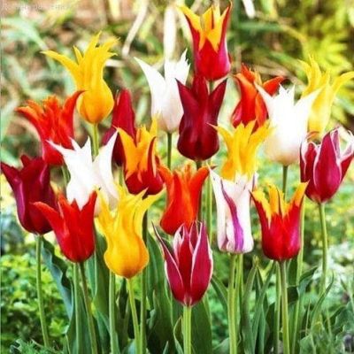 Микс лилиецветных тюльпанов Микс лилиецветных тюльпанов фото