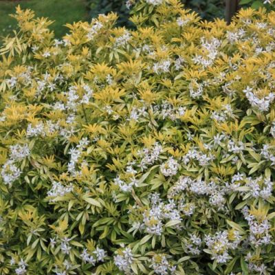 Шуазия троичатая Голдфингер - Dolina-Sad.Ru