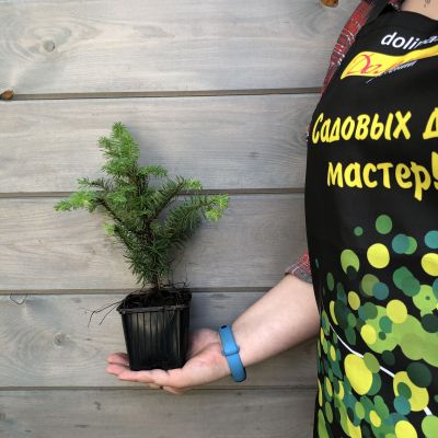 Пихта благородная Пихта благородная фото