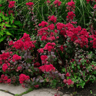 Седум телефиум Ред Каули Седум телефиум Ред Каули фото