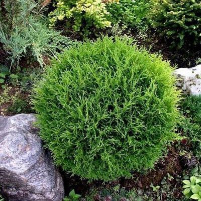 Туя западная Литл Чемпион, С2 - Dolina-Sad.Ru