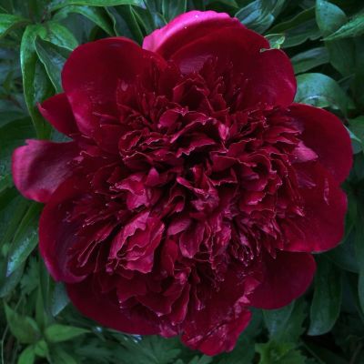 Пион Ред Чарм Пион Ред Чарм - Dolina-Sad.Ru