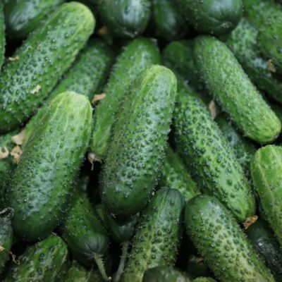 Огурец Криспина F1 фото