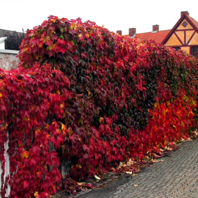 Девичий виноград Вичи Боскоуп Девичий виноград Вичи Боскоуп фото