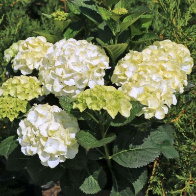 Гортензия крупнолистная Кайпаринья - Dolina-Sad.Ru