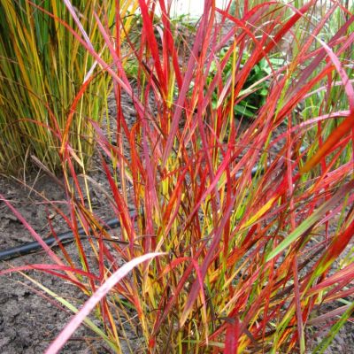 Просо прутьевидное Сангриа Просо прутьевидное Сангриа - Dolina-Sad.Ru