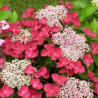 Гортензия крупнолистная Роткелхен Гортензия крупнолистная Роткелхен фото