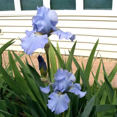 Ирис Бэбблинг Брук Ирис Бэбблинг Брук - Dolina-Sad.Ru