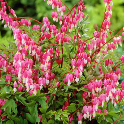 Дицентра Спектабилис Дицентра Спектабилис фото