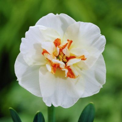 Нарцисс Дельта Нарцисс Дельта фото