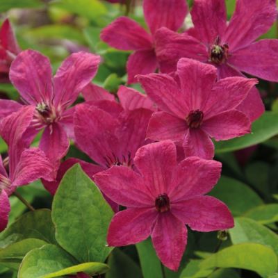 Клематис Экспандер Клематис Экспандер - Dolina-Sad.Ru