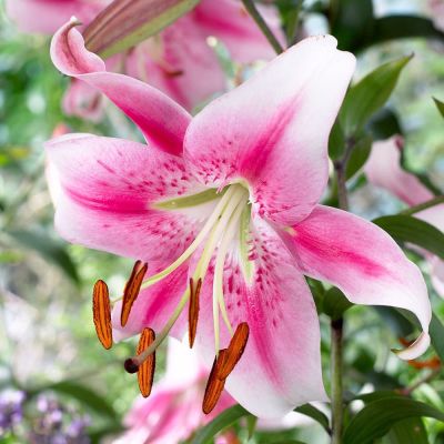 Лилия Анастасия Лилия Анастасия фото