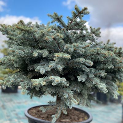 Сосна глаука Перфекта Сосна глаука Перфекта - Dolina-Sad.Ru