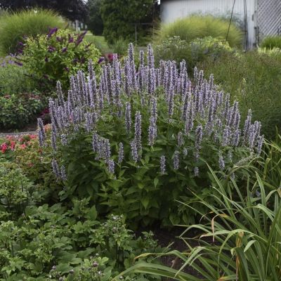 Агастахе Блю Фортун - Dolina-Sad.Ru