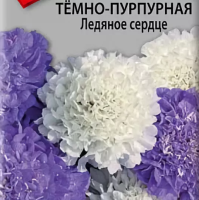 Скабиоза Темно-Пурпурная Ледяное Сердце Скабиоза Темно-Пурпурная Ледяное Сердце фото