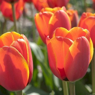 Тюльпан Оранж Легенд Тюльпан Оранж Легенд - Dolina-Sad.Ru