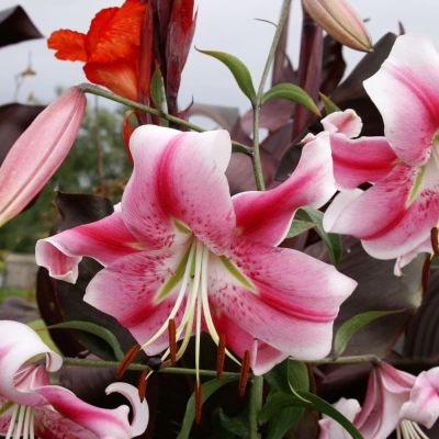 Лилия Анастасия Лилия Анастасия фото