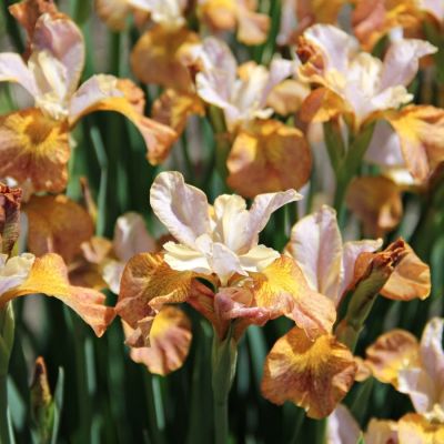 Ирис Джери Мерфи Ирис Джери Мерфи - Dolina-Sad.Ru