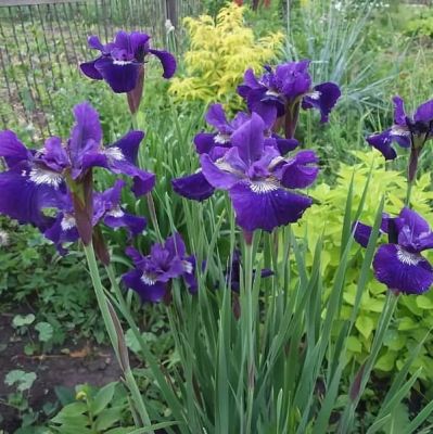 Ирис Ширли поуп Ирис Ширли поуп фото