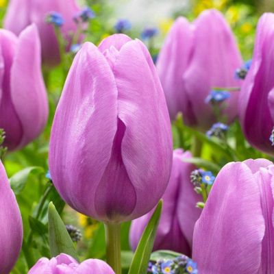 Тюльпан Алиби Тюльпан Алиби фото