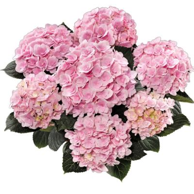 Гортензия крупнолистная Флорентина - Dolina-Sad.Ru