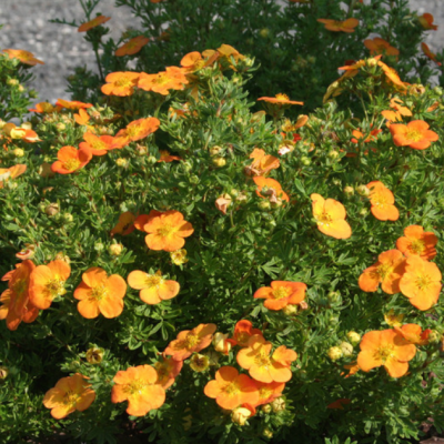 Лапчатка кустарниковая Белла Соль Лапчатка кустарниковая Белла Соль фото