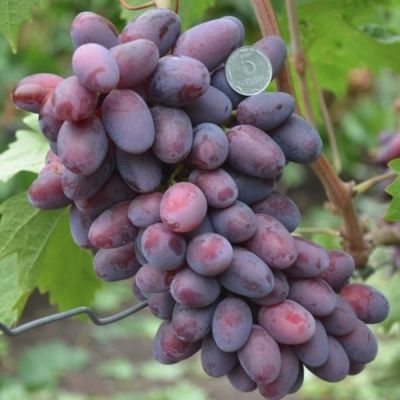Виноград Эталон Виноград Эталон - Dolina-Sad.Ru