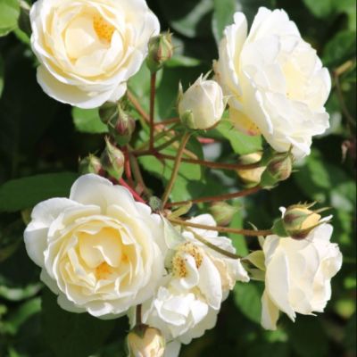 Роза Нью Дримз Роза Нью Дримз - Dolina-Sad.Ru