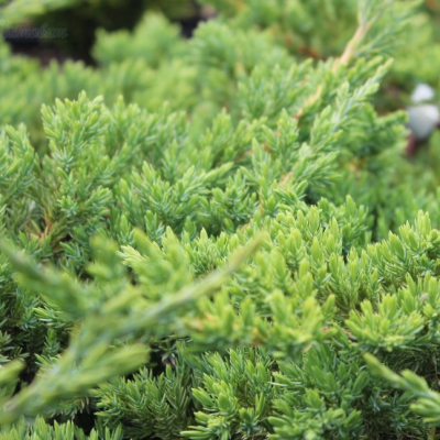 Можжевельник чешуйчатый Хуннеторп, С3 - Dolina-Sad.Ru