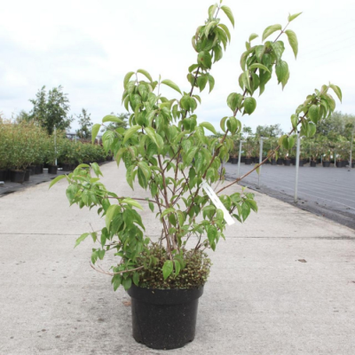 Дерен обыкновенный Дерен обыкновенный - Dolina-Sad.Ru