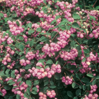 Снежноягодник доренбоза Мэджикал Пинк Карпет Снежноягодник доренбоза Мэджикал Пинк Карпет - Dolina-Sad.Ru