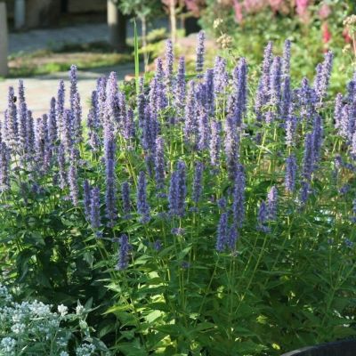 Агастахе Блю Фортун - Dolina-Sad.Ru