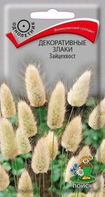 Декоративные злаки Зайцехвост Декоративные злаки Зайцехвост фото