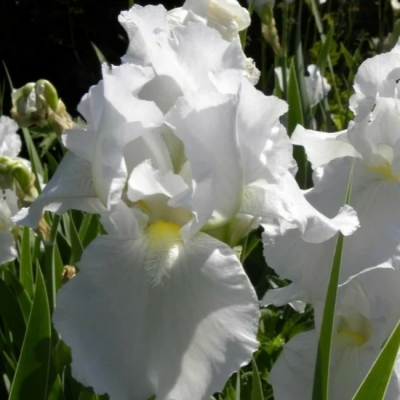 Ирис Скейтинг Пати Ирис Скейтинг Пати фото