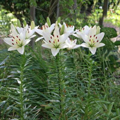 Лилия Айсмен Лилия Айсмен - Dolina-Sad.Ru